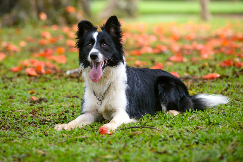 A képen egy border collie látható